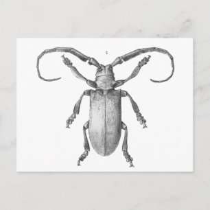 Vintage beetle illustration card
