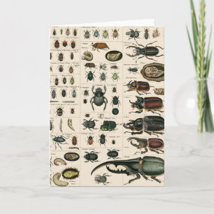 Vintage Beetle Illustration Card