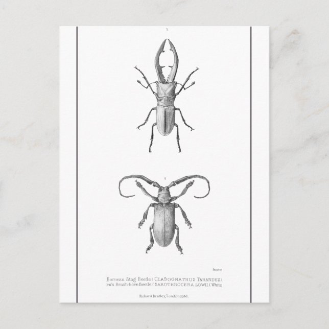 Vintage beetle illustration card (Front)