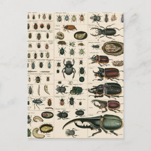 Vintage Beetle Illustration Postcard