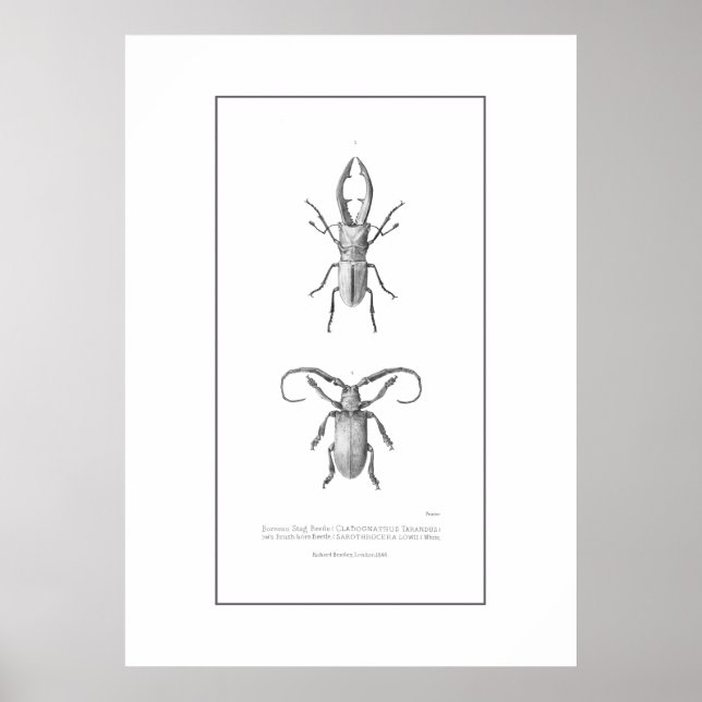 Vintage beetle illustration print (Front)