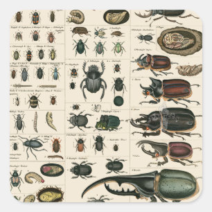 Vintage Beetle Illustration Square Sticker