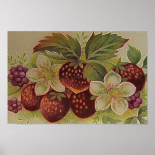 Vintage Berries Poster