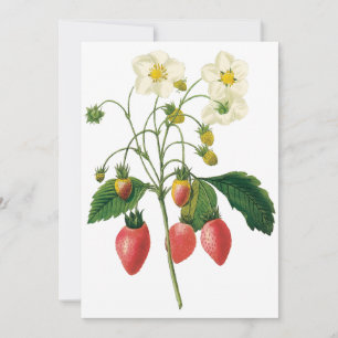 Vintage Berries Strawberries by Redoute Invitation