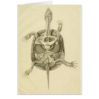 Vintage Biological Turtle Anatomy