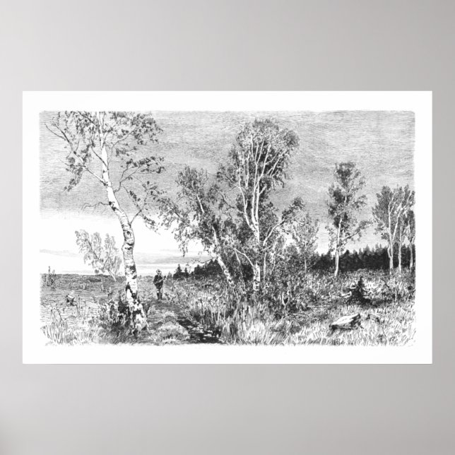 Vintage Birch Tree 1800s Antique  Poster (Front)