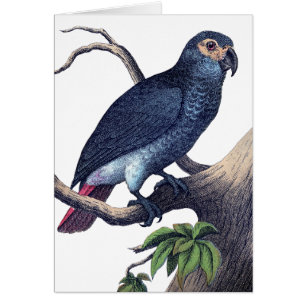 Vintage Bird