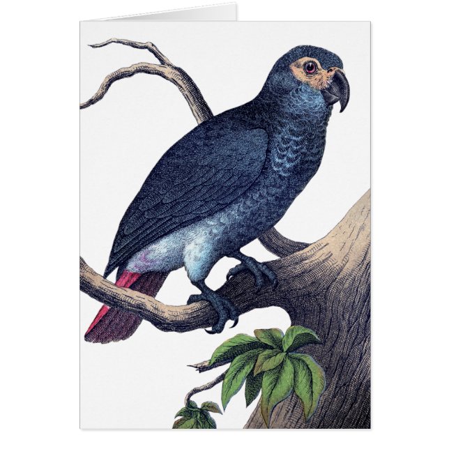 Vintage Bird (Front)