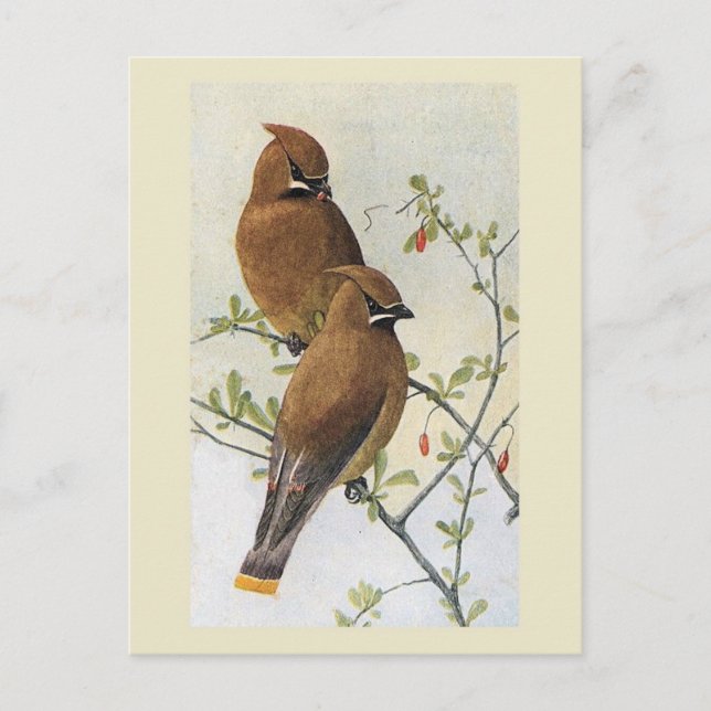Vintage Bird 01 Waxwing Postcard (Front)