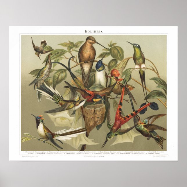 Vintage Bird 1800s Hummingbird Print (Front)