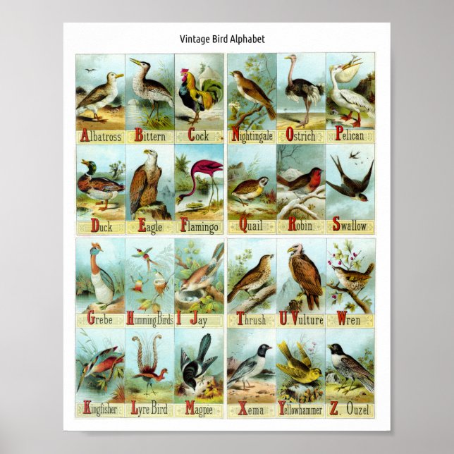 Vintage Bird Alphabet Poster (Front)