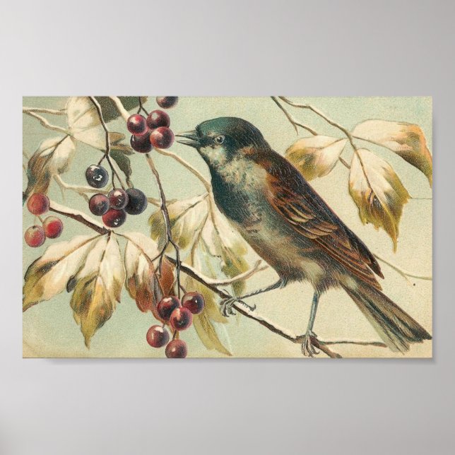 Vintage Bird and Berries Poster (Front)