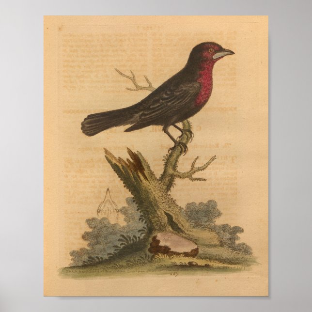 Vintage Bird Black Red Print (Front)