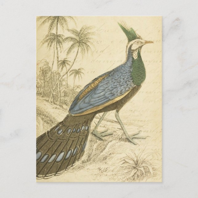 Vintage Bird Blue Green Feathers Peacock Pheasants Postcard (Front)