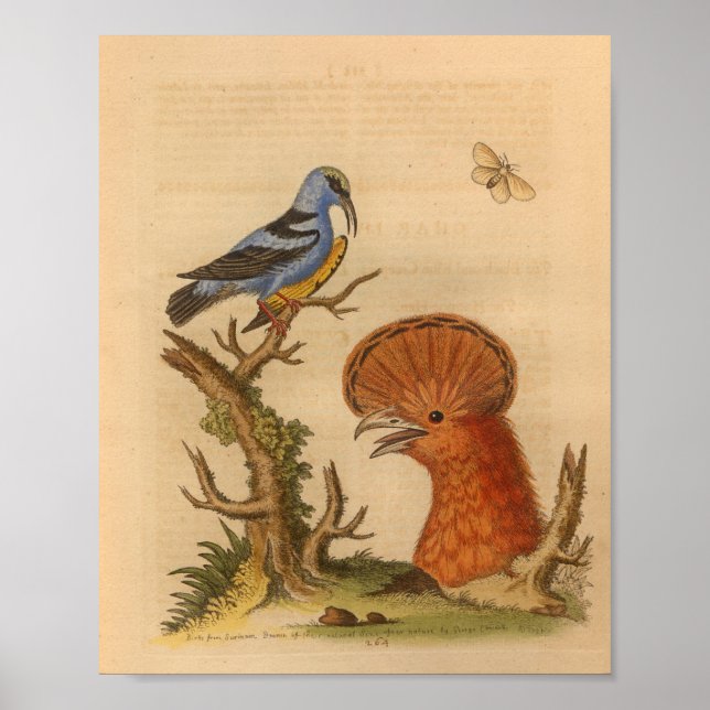 Vintage Bird Blue Orange Print (Front)