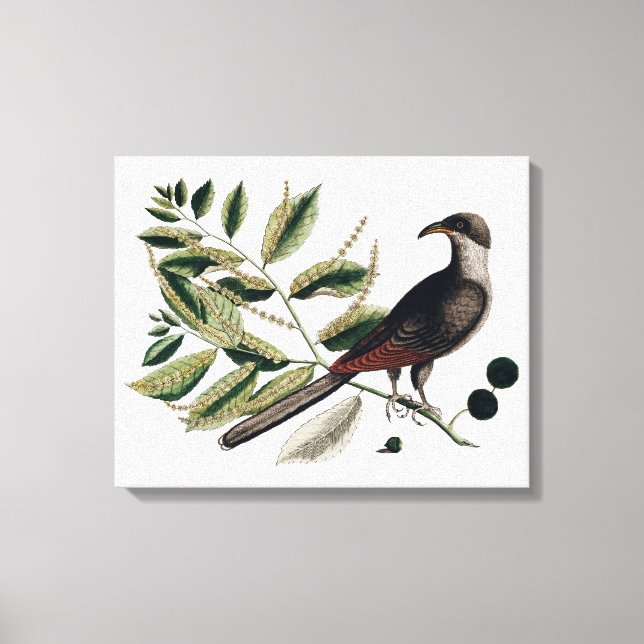 Vintage bird botanical canvas print (Front)