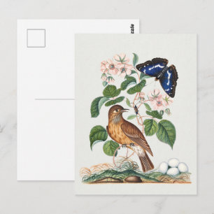Vintage Bird & Botanical Floral Art Print Postcard