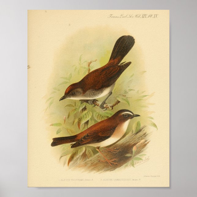 Vintage Bird Brown White Print (Front)