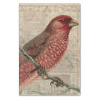 Vintage Bird Collage