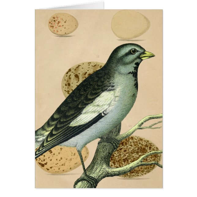 Vintage Bird Digital Art (Front)