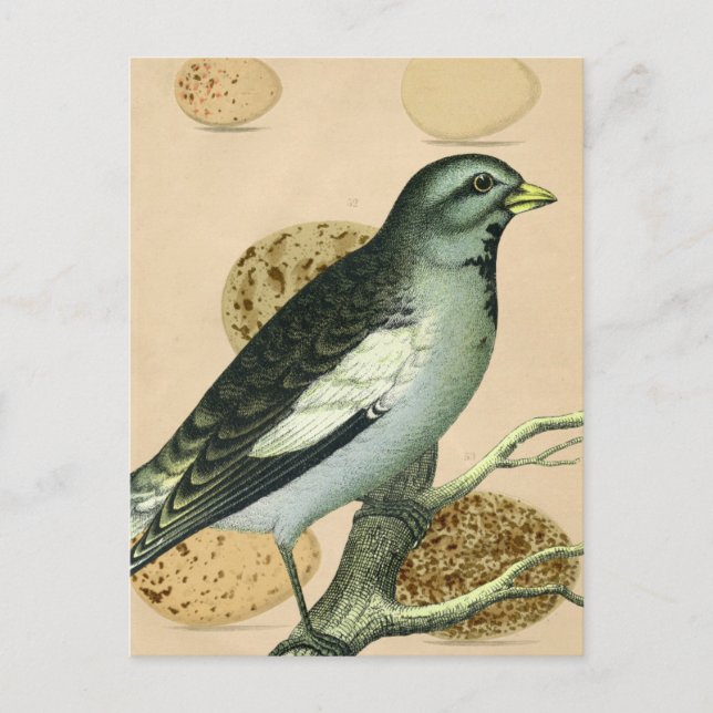 Vintage Bird Digital Art Postcard (Front)
