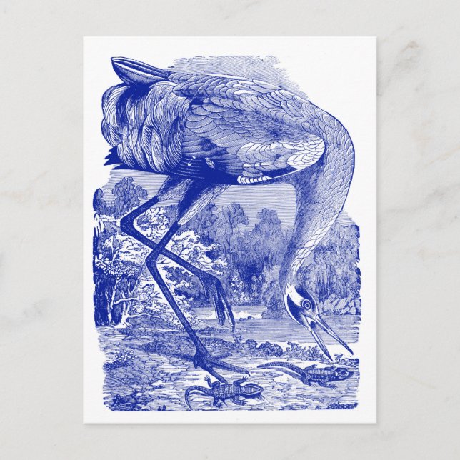 Vintage Bird Drawing | Blue | Whooping Crane Postcard (Front)