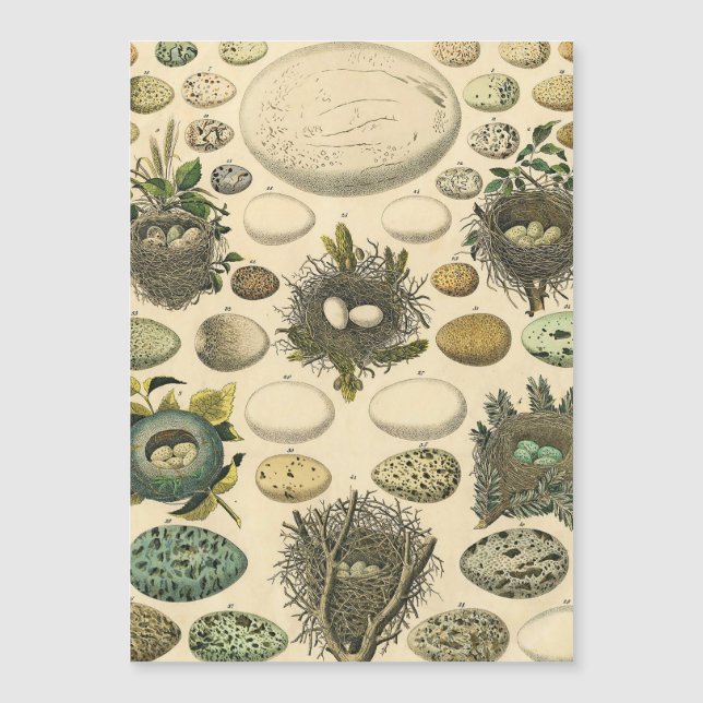 Vintage Bird Egg Nest Art Painting Eggs (Front)