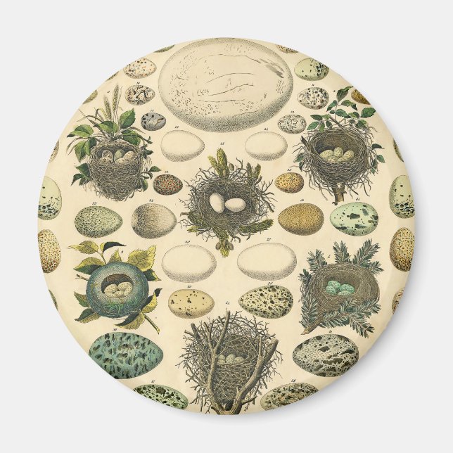 Vintage Bird Egg Nest Art Painting Eggs Magnet (Front)