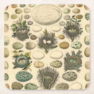 Vintage Bird Egg Nest Art Painting Eggs Square Paper Coaster