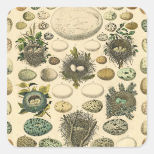 Vintage Bird Egg Nest Art Painting Eggs Square Sticker