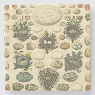 Vintage Bird Egg Nest Art Painting Eggs Stone Coaster