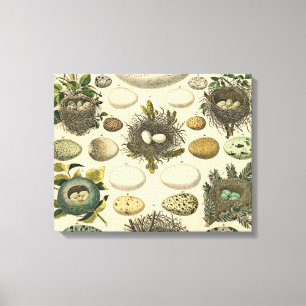 Vintage Bird Egg Nest Art Painting Natural History Canvas Print
