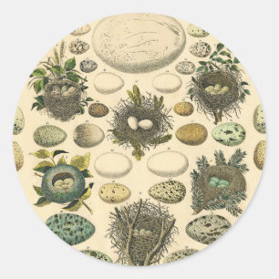Vintage Bird Egg Nest Art Painting Natural History Classic Round Sticker
