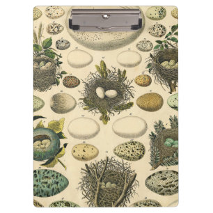 Vintage Bird Egg Nest Art Painting Natural History Clipboard
