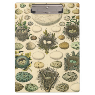 Vintage Bird Egg Nest Art Painting Natural History Clipboard