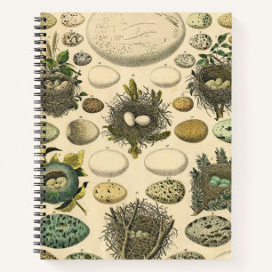 Vintage Bird Egg Nest Art Painting Natural History Notebook