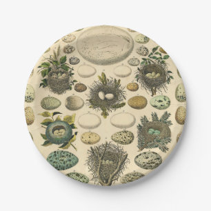 Vintage Bird Egg Nest Art Painting Natural History Paper Plate
