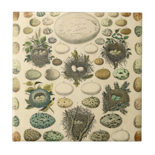 Vintage Bird Egg Nest Art Painting Natural History Tile