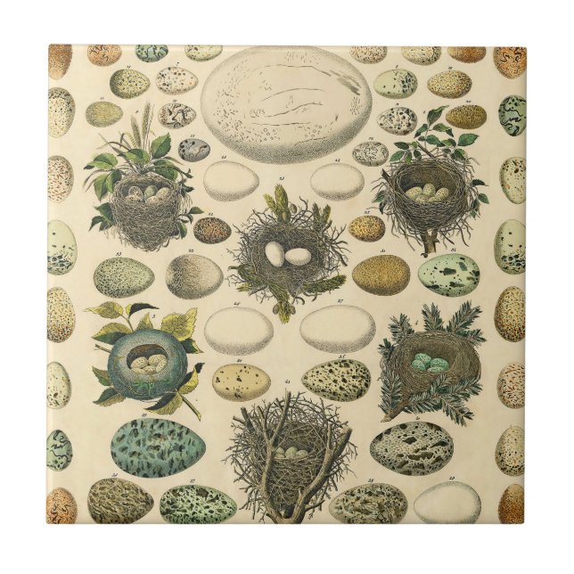 Vintage Bird Egg Nest Art Painting Natural History Tile (Front)