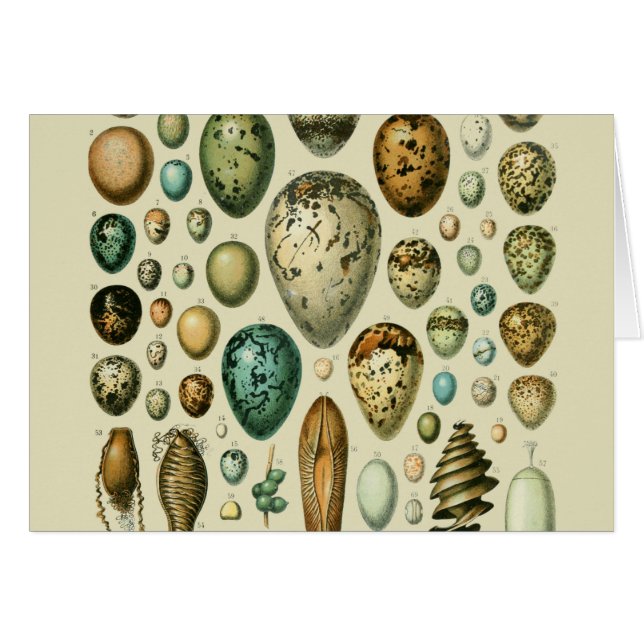Vintage Bird Eggs French Fish Egg Art (Front Horizontal)