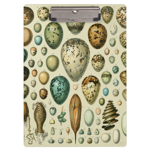Vintage Bird Eggs French Fish Egg Art Clipboard (Front)