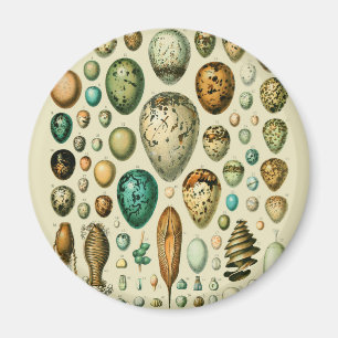 Vintage Bird Eggs French Fish Egg Art Magnet