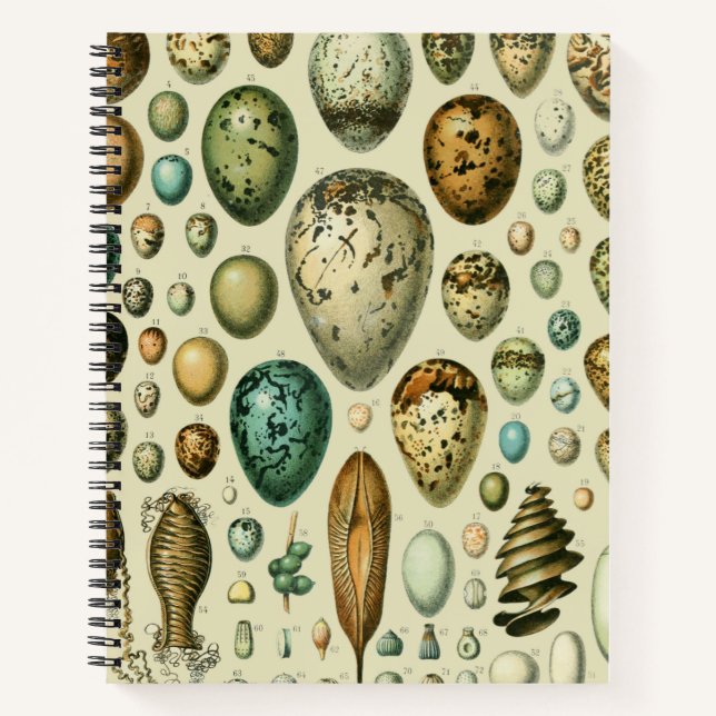 Vintage Bird Eggs French Fish Egg Art Notebook (Front)