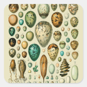Vintage Bird Eggs French Fish Egg Art Square Sticker