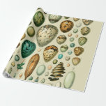 Vintage Bird Eggs French Fish Egg Art Wrapping Paper<br><div class="desc">This antique vintage image of Bird eggs and fish eggs is based on an antique Adolphe Millot natural history scientific print. Adolphe Millot was the senior illustrator at the national natural history museum in Paris. Printed in the French illustrated dictionary “Le Petit Larousse Illustré” first published in 1905.</div>