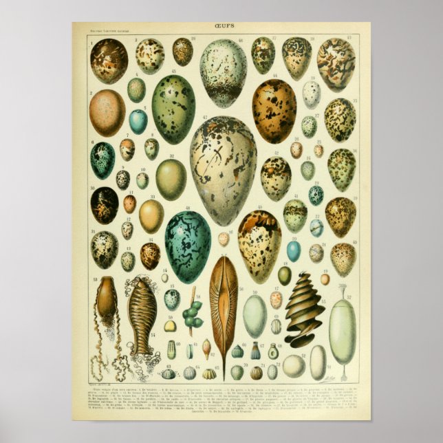 Vintage Bird Eggs Illustration Poster (Front)