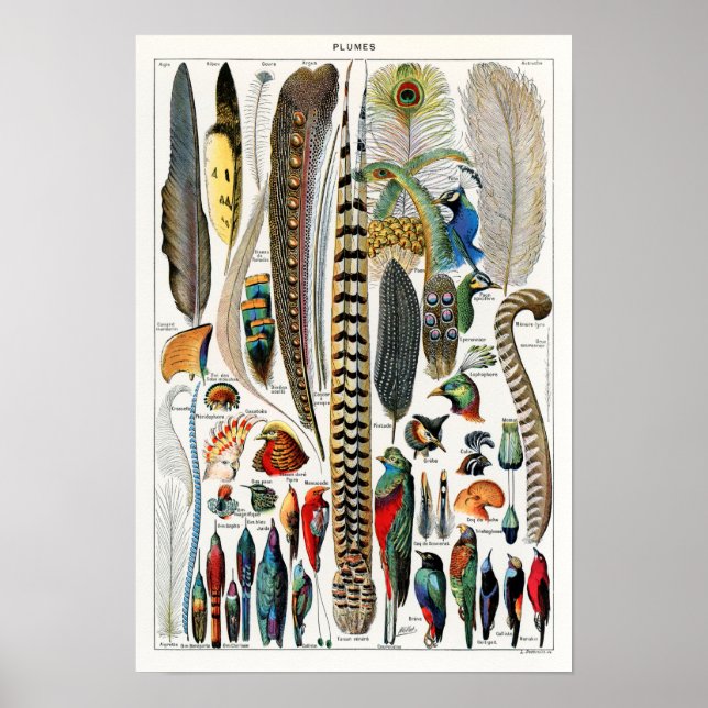 Vintage Bird Feather Illustration Poster (Front)