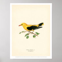 Vintage Bird Illustration - Golden Oriole - Poster