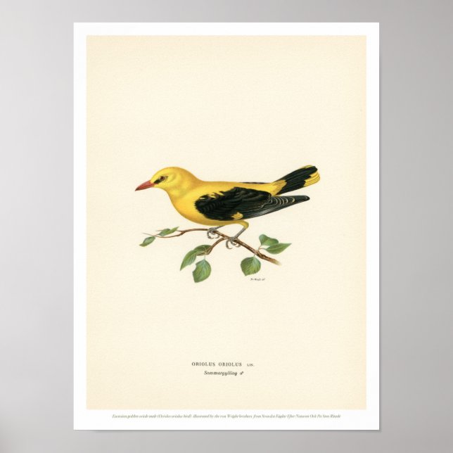 Vintage Bird Illustration - Golden Oriole - Poster (Front)
