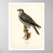 Vintage Bird Illustration - Gyr Falcon Poster